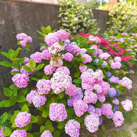 Bed & Breakfast La Dogana Di Charme - Historic With A Beautiful Garden - Private Parking